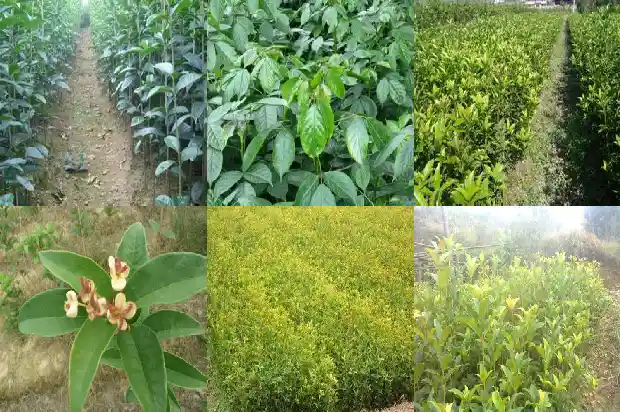 桂花叶是什么样的1685320116804