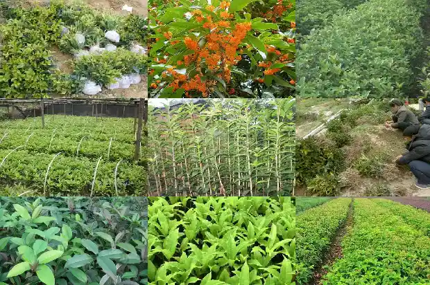 桂花叶是什么样的1685320116852