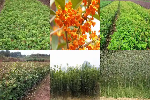 桂花叶是什么样的1685320116899