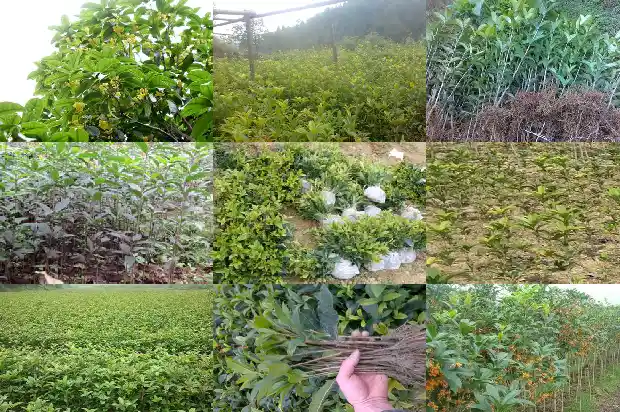 桂花叶的组成1685320131957