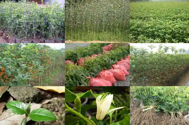 桂花种子的作用与功效1688608382177