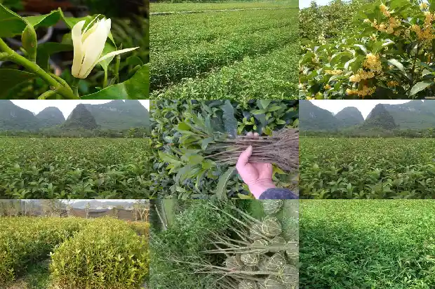 桂叶是桂花叶吗1685320173470