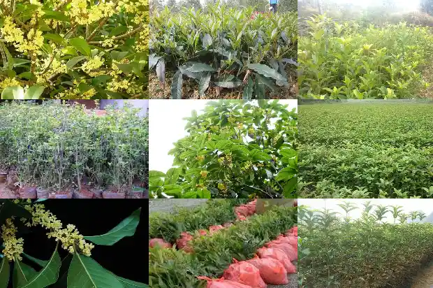 桂花的枝叶花的特点是什么1685320197259