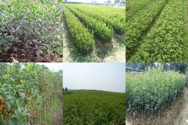 桂花的枝叶花的特点是什么1685320197305
