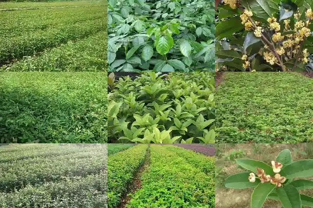 桂花的枝干有什么特点1685320216848