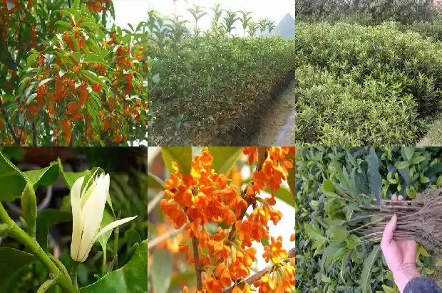 桂花的枝干有什么特点1685320216896