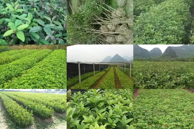 桂花的枝干有什么特点1685320216944