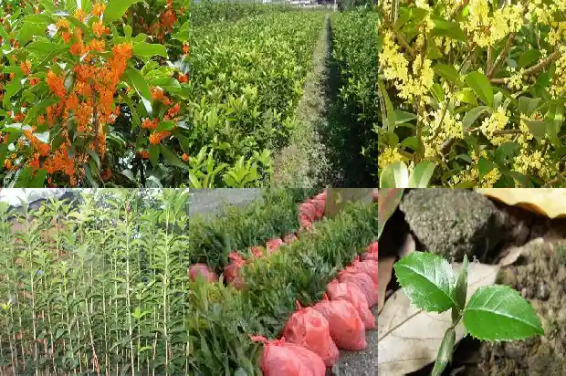 桂花的枝干有什么特点1685320216990