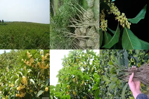 桂花叶的特点是什么1685320234048