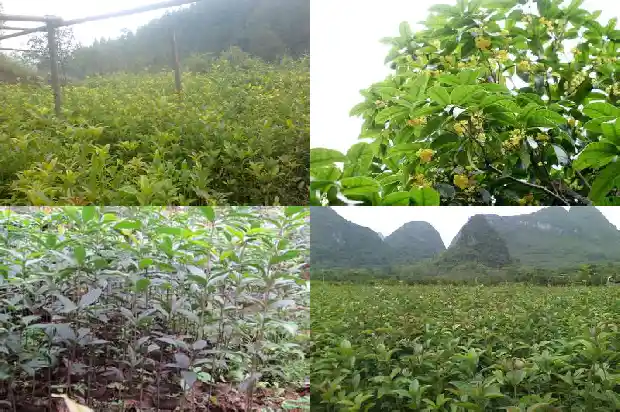 桂花叶的形态特征是什么1685320274907