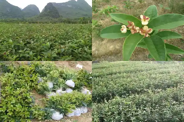 桂花叶的形态特征是什么1685320274954