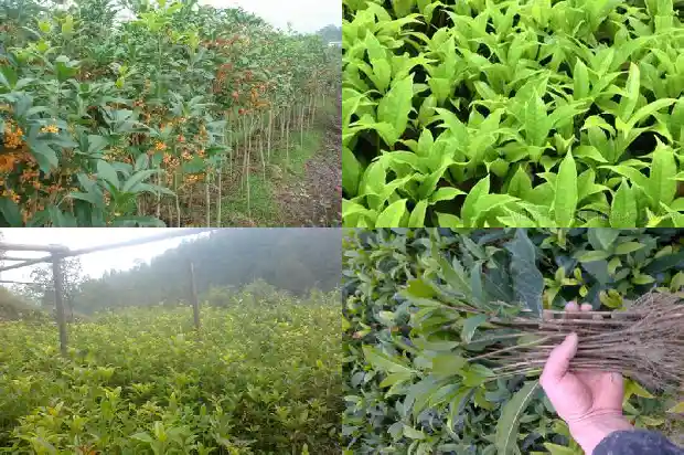 桂花怎么做最好吃又简单1689122219215