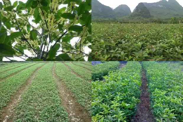 桂花树种哪里比较好养护1688792637933