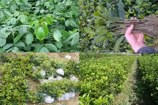 桂花形态特点1685320309531
