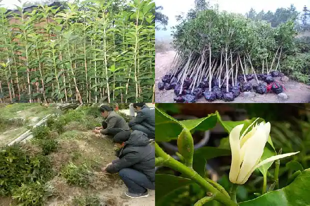 桂花形态特点1685320309627
