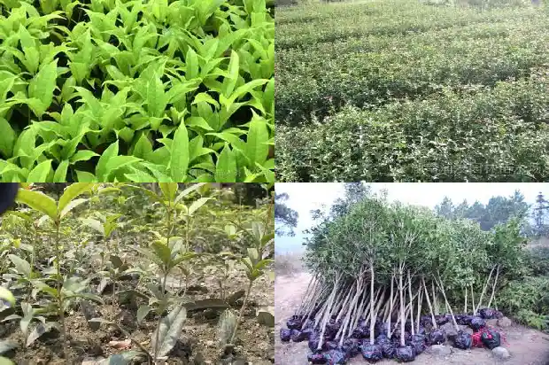 桂花籽泡酒的制作过程1689576888147