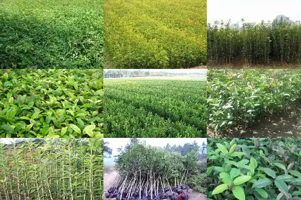 桂花从叶片分辨品种有哪些1685320327241