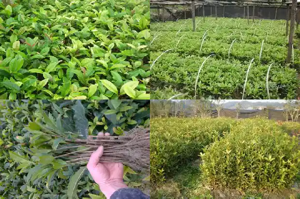 桂花从叶片分辨品种有哪些1685320327289