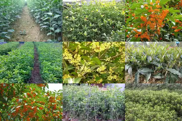 桂花木头有香味吗怎么去除味道1688519418064