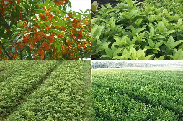 桂花叶的形态1685320371276