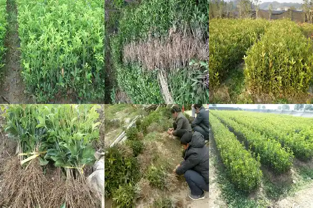 占地桂花树的赔偿标准1689838449218