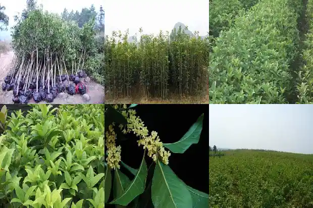 桂花叶的形态1685320371372
