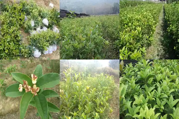 桂花的叶子颜色是怎样变化的呢英语1685320391011