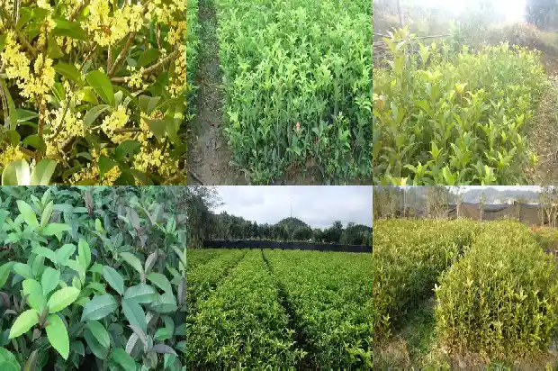 桂花的颜色变化过程1685320410649