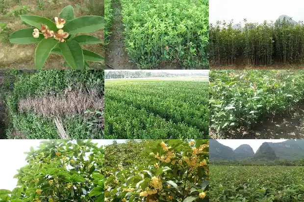桂花的生长位置形状颜色大小数量1685320430831