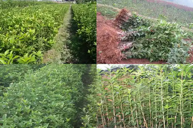 桂花的生长位置形状颜色大小数量1685320430879