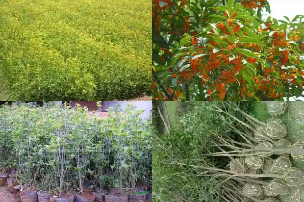 桂花的品种与颜色有关吗1685320461196