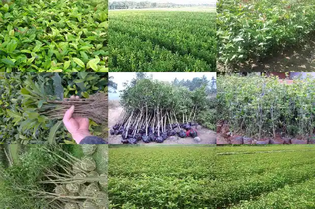 桂花的品种与颜色有关吗1685320461244