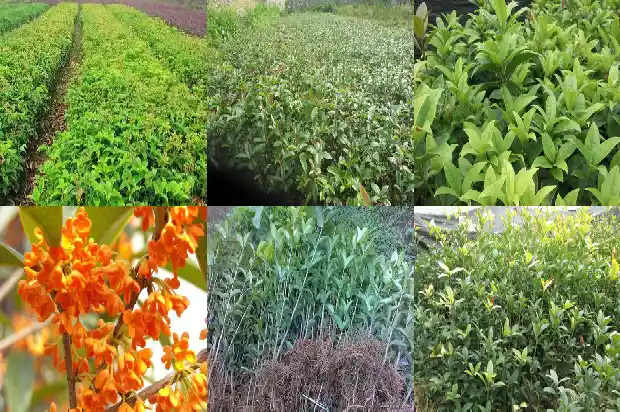 桂花有哪些颜色分别是哪些?1685320480418