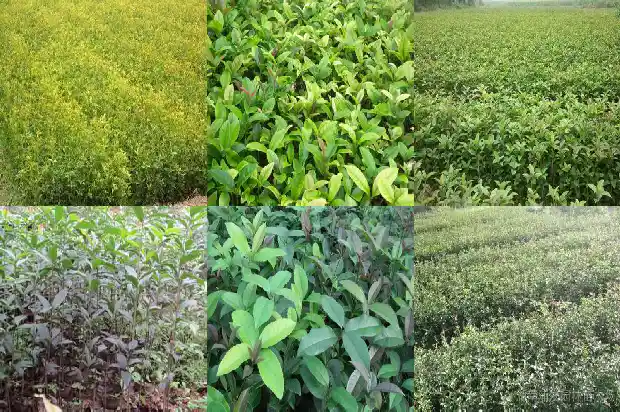 桂花有哪些颜色分别是哪些?1685320480513