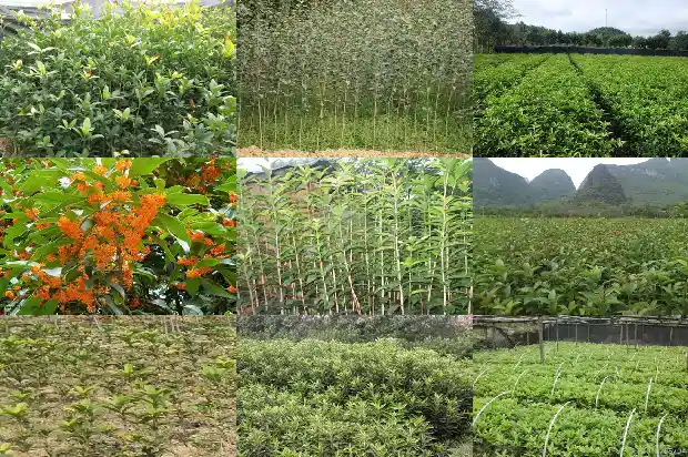 桂花的品种和颜色 天香的区别1685320500181