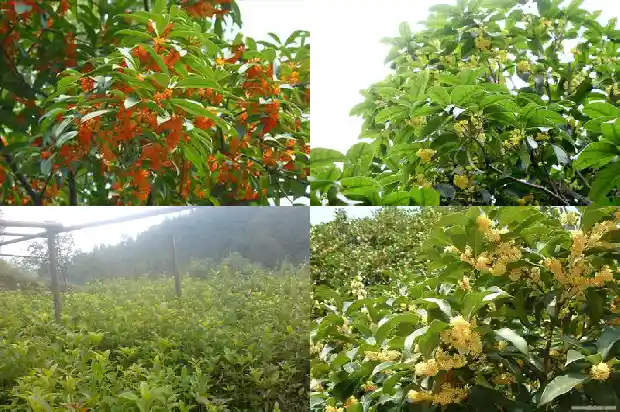 桂花的品种和颜色 天香的区别1685320500228