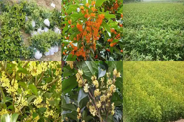 桂花为什么会苦涩1689121945029