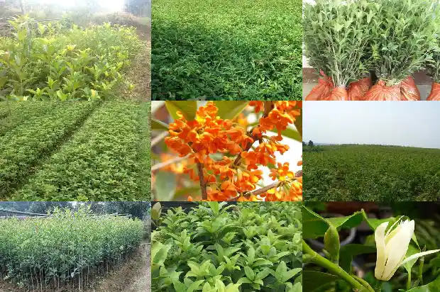 桂花有哪两种颜色1685320591941