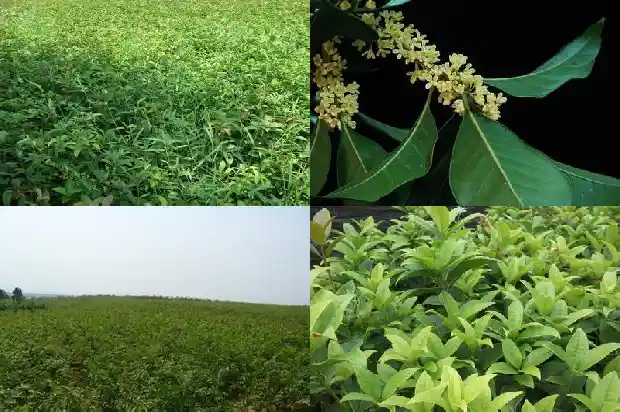桂花的三种颜色分别是1685320609251
