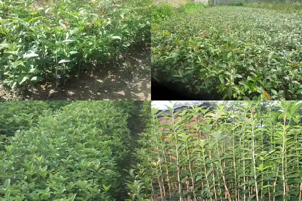 桂花有几种颜色分别是什么颜色1685320628772