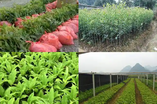 桂花有几种颜色分别是什么颜色1685320628867