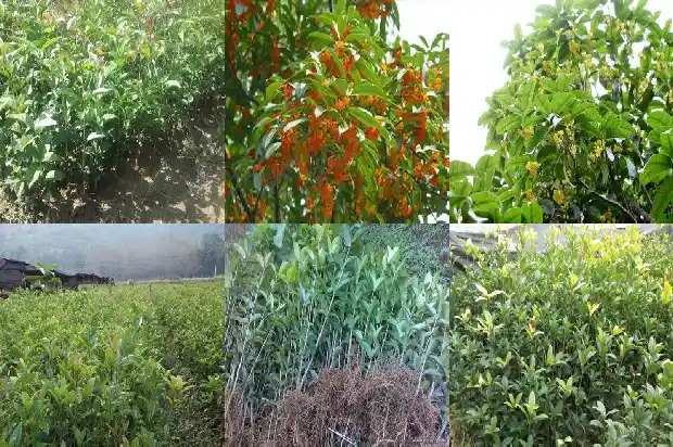 桂花哪几种颜色好看1685320648438