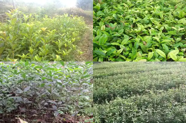 桂花哪几种颜色好看1685320648533