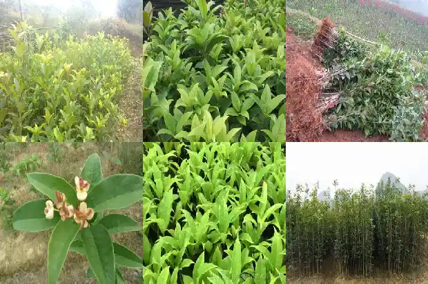 桂花木头有香味吗怎么去除掉1688519451294