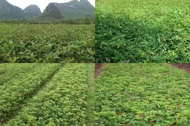 桂花哪些颜色1685320670158