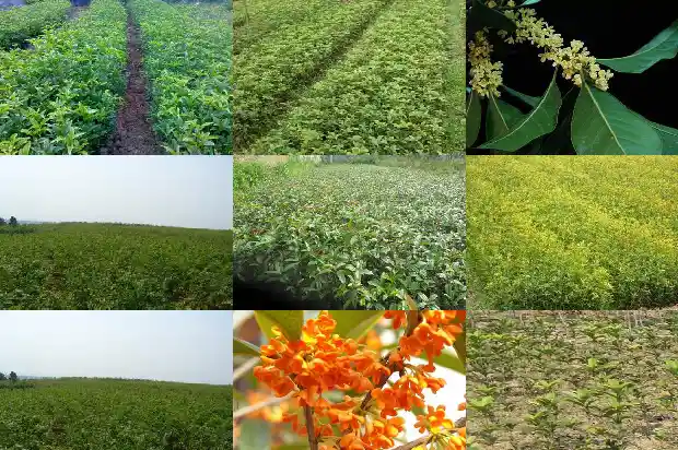 桂花嫩叶发红是什么品种的花1685320704521