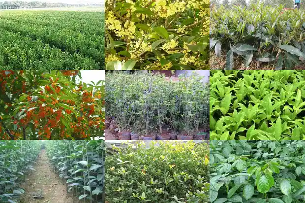 桂花嫩叶发红是什么品种的花1685320704569
