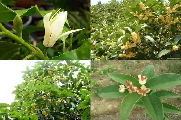 桂花的嫩芽什么颜色最好1685320724407