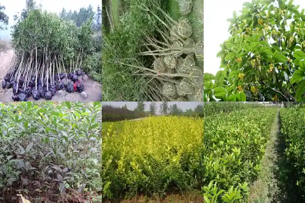 桂花的嫩芽什么颜色最好1685320724455