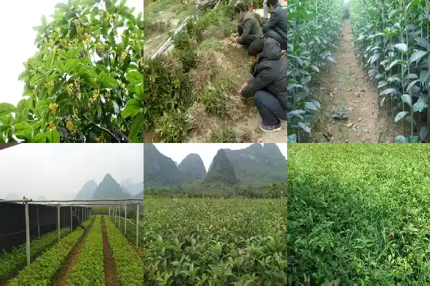 桂花的芽是什么颜色的1685320746619